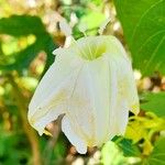 Ipomoea alba Blüte