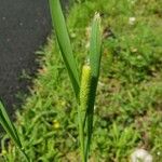 Phleum pratense 花