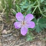 Geranium viscosissimumফুল