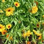 Calendula arvensis花