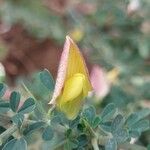 Crotalaria aculeata Květ