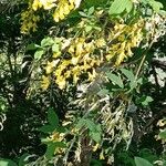 Laburnum anagyroides Συνήθη χαρακτηριστικά