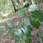 Ligustrum japonicum Leaf