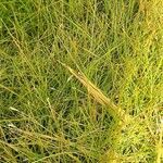 Eleocharis acicularis 葉