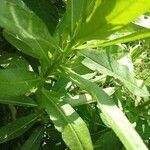 Cirsium altissimumList