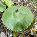 Adiantum reniforme Folio