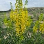 Stanleya pinnata Flor