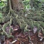 Inocarpus fagifer Φλοιός