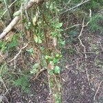 Microgramma vacciniifolia 葉