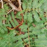 Dichrostachys cinerea Leaf