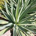 Agave sisalanaLeht