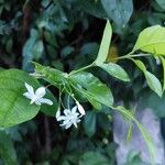 Wrightia religiosa Flower