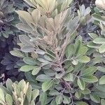 Aglaia elaeagnoidea Deilen