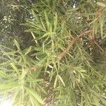 Podocarpus falcatus Φύλλο