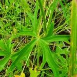 Delphinium leroyi Hoja