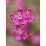 Silene scabriflora Flower