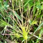 Aegilops neglecta Fruit