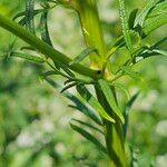 Thalictrum lucidum Leaf