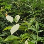 Mussaenda frondosa 叶