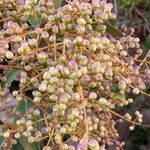 Ligustrum japonicum 果實