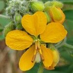 Senna hirsuta Flors
