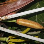 Cecropia insignis Fruto