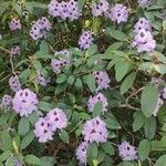 Rhododendron catawbiense عادت