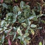 Strobilanthes alternata Fulla