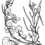 Cardamine plumieri Mosusu