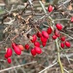 Berberis thunbergii Frukt