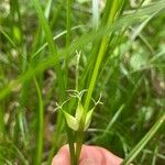 Carex intumescens Froito