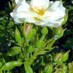 Rosa moschata Flower