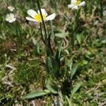 Ranunculus amplexicaulis Blüte