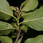 Colubrina elliptica Leaf