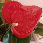 Anthurium andraeanumЦветок