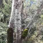Populus alba 樹皮