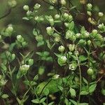 Radiola linoides Vivejo