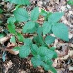 Rubus nigricans Blatt