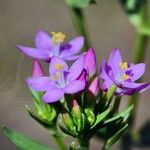 Centaurium erythraeaFlower