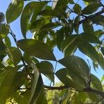 Pera glabrata List
