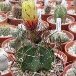 Astrophytum capricorne 整株植物