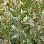 Salix repens Leaf