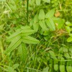 Sanguisorba officinalisFulla