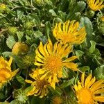 Grindelia hirsutula 花