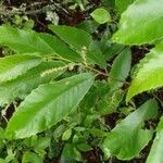 Castanea pumila 叶