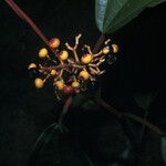 Miconia punctata Ffrwyth