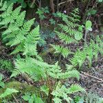 Dryopteris dilatata Лист