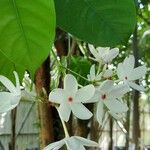 Kopsia singapurensis Flor