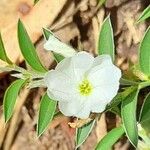 Evolvulus sericeus Flower