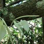 Brassavola acaulis 花